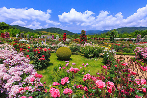 Kawazu Bagatelle park