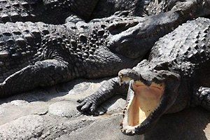 Atagawa Tropical & Alligator Garden